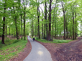 Radweg im Wald