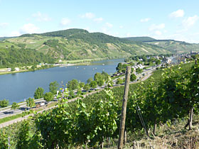 Weinberge